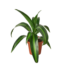 Dracaena 'Massangeana' - 4" Pot
