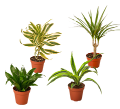 4 Different Dracaenas Variety Pack - Live House Plant - 4" Pot