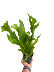 Fern 'Green Flame'