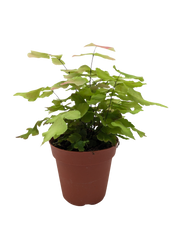 Large Leaf Maidenhair Fern | Delicate Humidity-Loving Plant | House Plant Shop