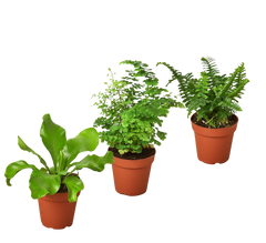 3 Fern Variety Pack - Live Plants - 4" Pot - House Plant