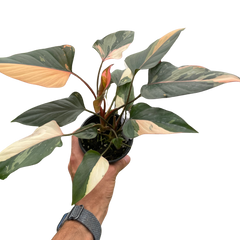 Homalomena Pink Diamond