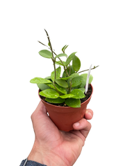 Hoya Bilobata