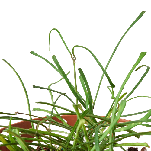 Hoya 'Grass Leafed' - 4" Pot