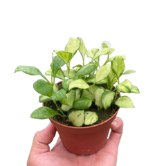 Hoya Heuschkeliana Variegated