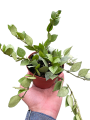 Hoya 'Krohniana Super Silver'