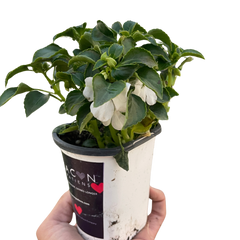 Impatiens