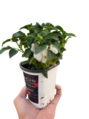 Impatiens