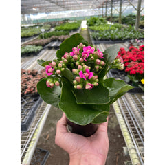 Kalanchoe 'Blossfeldiana'