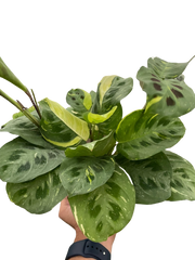 Maranta Variegated 'Beauty Kim'