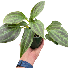 Monolena 'Primuliflora' | Rare Tropical Epiphyte with Pink Flowers | House Plant Shop
