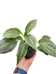 Monolena 'Primuliflora' | Rare Tropical Epiphyte with Pink Flowers | House Plant Shop