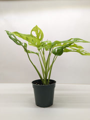 Monstera Adansonii Swiss Cheese Neon | Chartreuse Vining Plant | House Plant Shop
