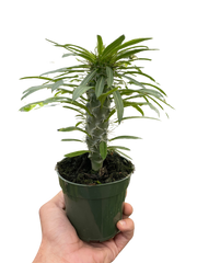 Pachypodium 'lamerei' (Madagascar Palm)