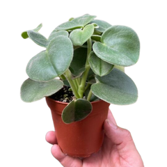 Peperomia 'Felted'