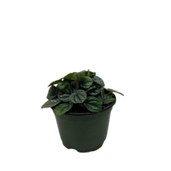 Peperomia Greyhound