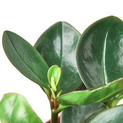 Peperomia Red Edge
