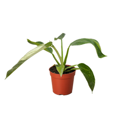 Philodendron Jose Bueno