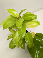 Philodendron Lemon Lime | Neon Yellow Trailing Plant | House Plant Shop