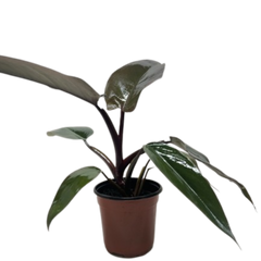 Philodendron Majesty