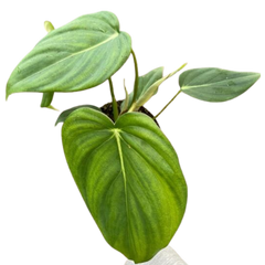 Philodendron 'Mcdowell'