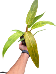 Philodendron 'Orange Marmalade'