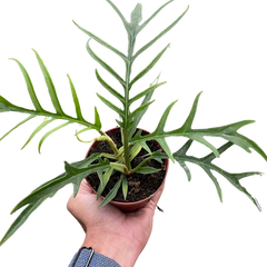 Philodendron 'Tortum'