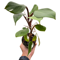 Philodendron 'White Knight'
