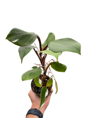Philodendron 'White Knight'