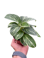 Philodendron White Measure