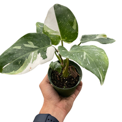 Philodendron 'White Princess'