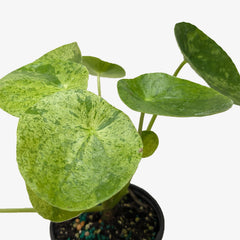 Pilea Mojito (Aluminum Plant) | Variegated Compact Foliage Plant | House Plant Shop