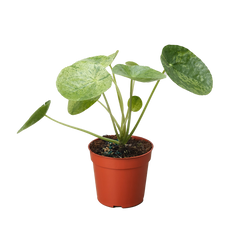 Pilea Mojito (Aluminum Plant) | Variegated Compact Foliage Plant | House Plant Shop