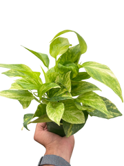 Pothos 'Neon Queen'