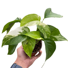 Pothos 'Albo Variegata'