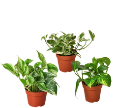 3 Pothos Variety Pack / 4" Pot / Live Plant / Home and Garden Plants