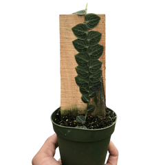 Rhaphidophora 'Cryptantha' | Rare Shingle Plant Climber | House Plant Shop