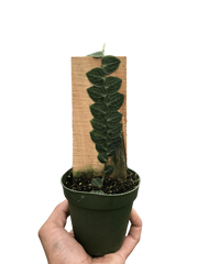 Rhaphidophora 'Cryptantha' | Rare Shingle Plant Climber | House Plant Shop