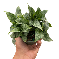 Schismatoglottis 'Thailand'