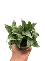 Schismatoglottis 'Thailand'