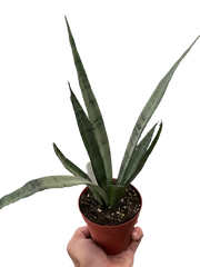 Snake 'Silver Princess'