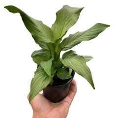Spathiphyllum 'Platinum Mist'