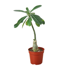 1 Succulent Monthly Subscription Box
