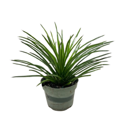Succulent Agave Twin Flower