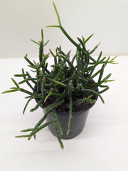Mistletoe Cactus | Easy Care Trailing Succulent for Hanging Baskets
