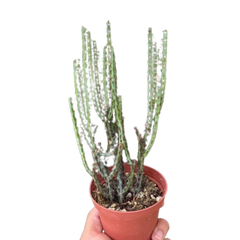 Succulent Euphorbia Aeruginosa