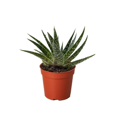 Succulent Gasteria Zimflora