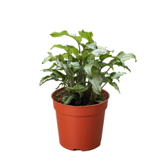 Syngonium 'Three Kings'