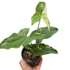 Syngonium 'Albo Variegata'