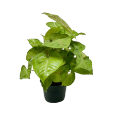 Syngonium Cream Allusion